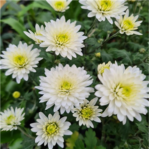 Chrysanthemum 'Bounty Blanc'